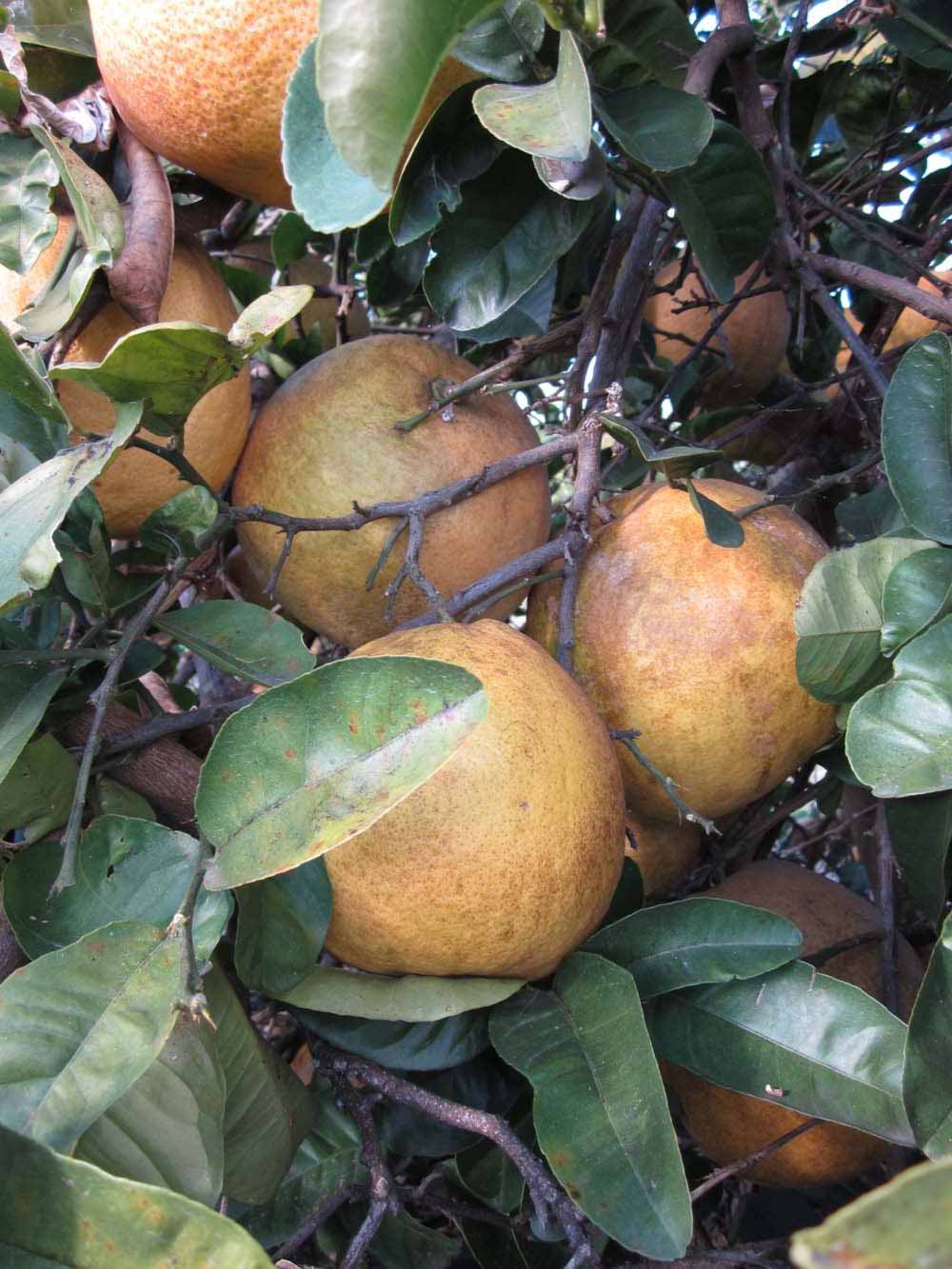              Fruit (Winter Haven, FL)       